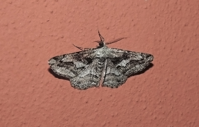 Synopsia sociaria Geometridae